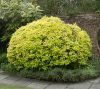 Abelia grandiflora -Nagyvirágú tárnicslonc