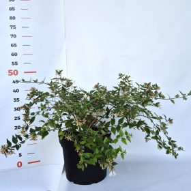 Abelia grandiflora -Nagyvirágú tárnicslonc