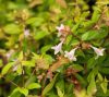 Abelia grandiflora -Nagyvirágú tárnicslonc