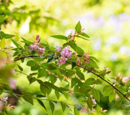 Abelia grandiflora 'Edward Goucher' -Nagyvirágú tárnicslonc