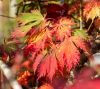 Acer japonicum 'Aconitifolium' K5 40/60