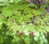 Acer japonicum 'Aconitifolium' K5 40/60