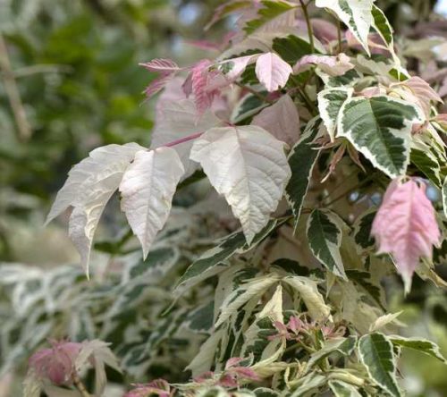 Acer negundo 'Flamingo' k3