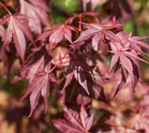 Acer palmatum 'Atropurpureum' 125/150
