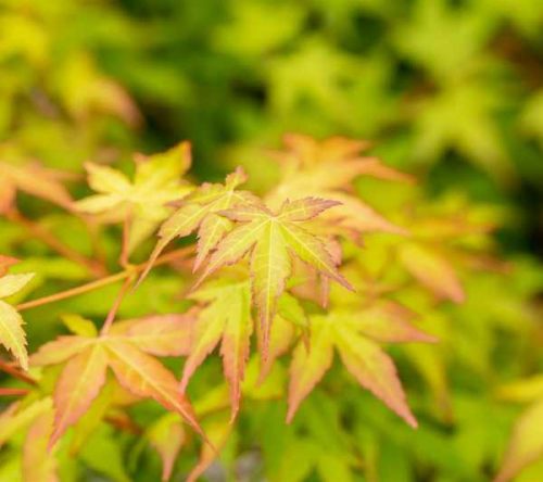 Acer palmatum 'Bi Hoo' 125/150
