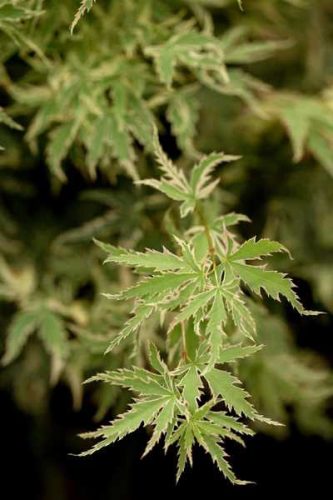 Acer palmatum 'Butterfly' 80/100