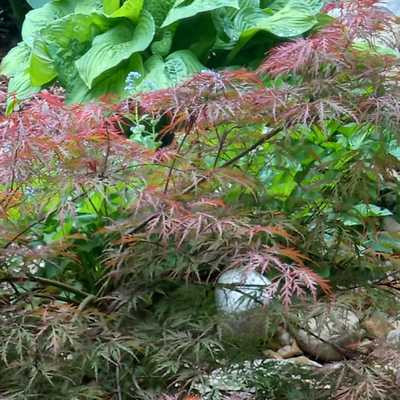 Acer palmatum 'Crimson Queen'80/100