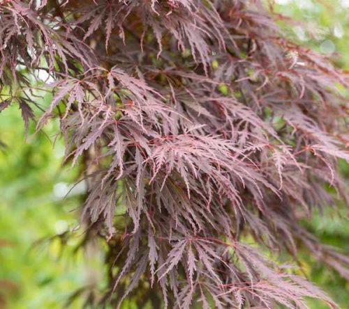 Acer palmatum 'Dissectum Garnet' - Vörös szeldelt levelű Japán juhar  60/80