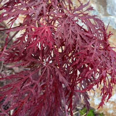 Acer palmatum 'Dissectum Garnet' - Vörös szeldelt levelű Japán juhar 80/100