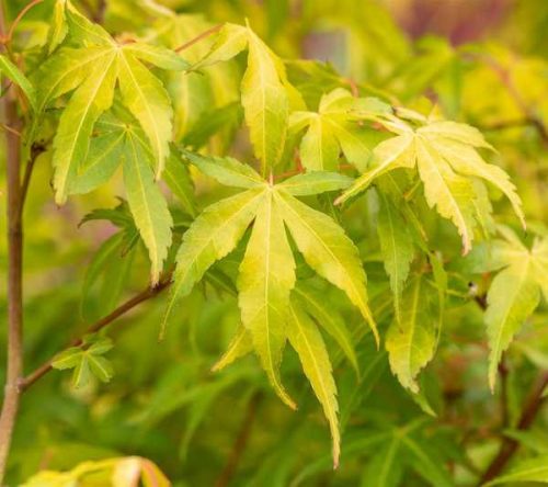 Acer palmatum 'Katsura' -Narancssárga levelű japán juhar