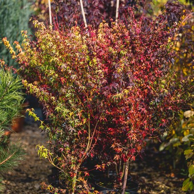Acer palmatum 'Katsura' -Narancssárga levelű japán juhar