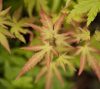 Acer palmatum 'Orange Dream' -Sárgászöld levelű japán juhar