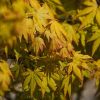 Acer palmatum 'Orange Dream' -Sárgászöld levelű japán juhar