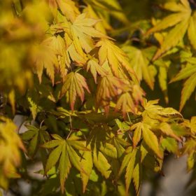   Acer palmatum 'Orange Dream' -Sárgászöld levelű japán juhar
