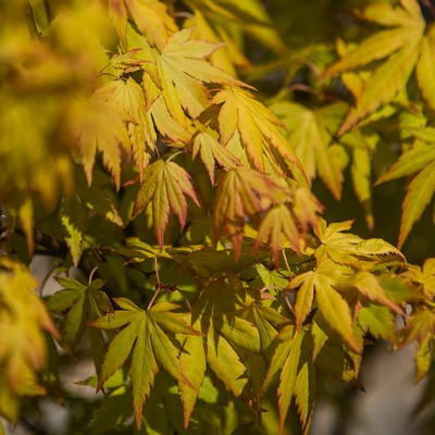 Acer palmatum 'Orange Dream' -Sárgászöld levelű japán juhar