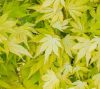 Acer palmatum 'Orange Dream' -Sárgászöld levelű japán juhar