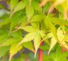Acer palmatum 'Sango Kaku'  180cm -Zöld levelű Japán juhar