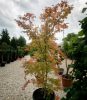 Acer palmatum 'Sango Kaku'  180cm -Zöld levelű Japán juhar