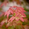 Acer palmatum 'Sango Kaku' 150+ -Zöld levelű Japán juhar