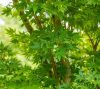 Acer palmatum 'Sango Kaku' 150+ -Zöld levelű Japán juhar