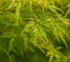 Acer palmatum 'Seiryu'  125 cm