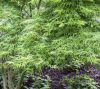 Acer palmatum 'Seiryu'  125 cm