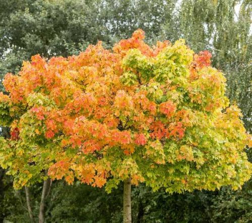 Acer platanoides 'Globosum' (Gömbjuhar)