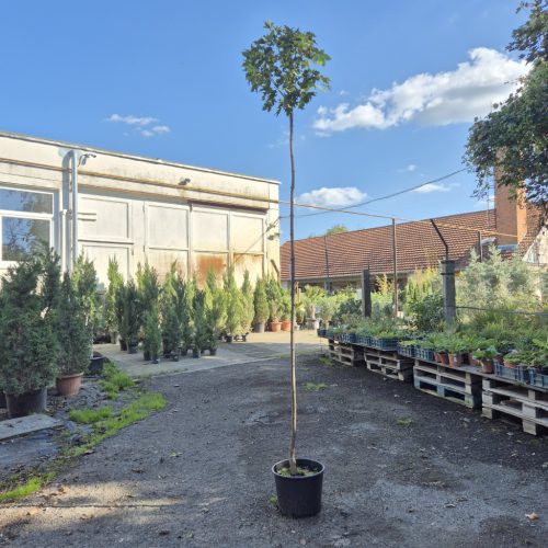 Acer platanoides 'Globosum' 6/8 TM220 - Gömbjuhar