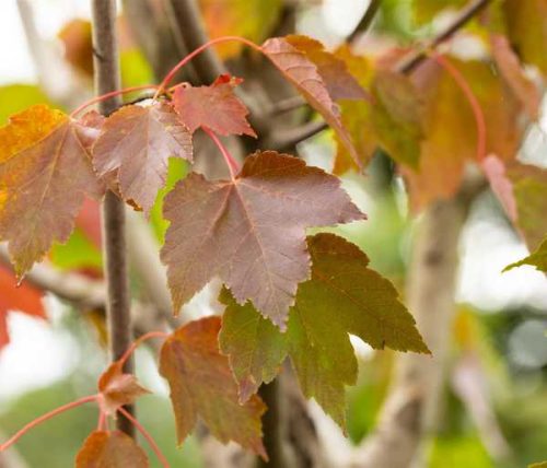 Acer rubrum 'October Glory' Kont 10,0L