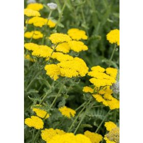 Achillea filipendulina Cloth of Gold 11*11