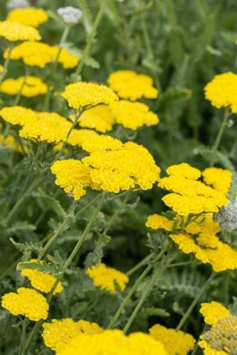 Achillea filipendulina Cloth of Gold 11*11