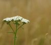 Achillea filipendulina Heinrich Vogeler 11cm - Fehér virágú cickafark