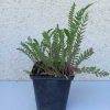 Achillea filipendulina Heinrich Vogeler 11cm - Fehér virágú cickafark