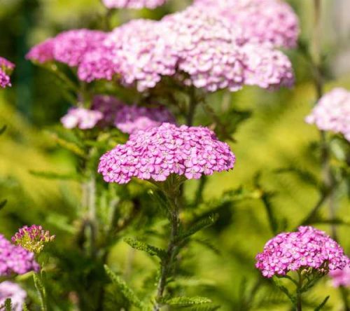 Achillea millefolium 'Appleblossom' 14 cm - Rózsaszín virágú cickafark