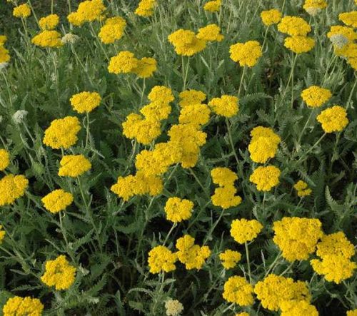 Achillea millefolium 'Coronation Gold' 11*11 - Sárga cickafark