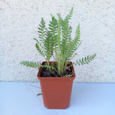 Achillea millefolium 'Coronation Gold' 11*11 - Sárga cickafark
