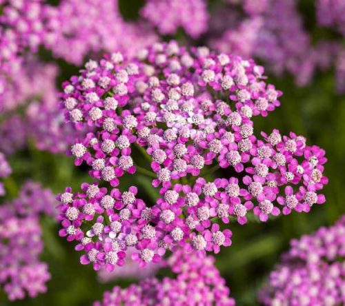 Achillea millefolium Dark Lilac B. 14 cm - Sötétlila virágú cickafark