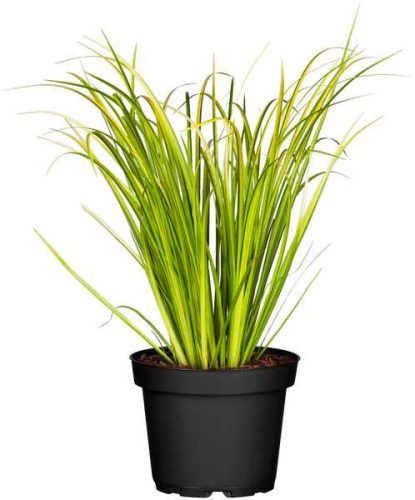 Acorus gramineus 'Ogon 15 cm - Aranytarka kálmos, zöld virág