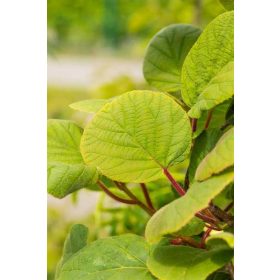 Actinidia deliciosa 'Tomuri' - porzós kiwi, kivi