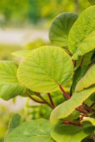 Actinidia deliciosa 'Tomuri' - porzós kivi