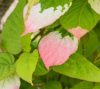 Actinidia kolomikta pot 1,5 lt / kemény kivi /Augusztusban érnek / 2-2,5 cm termés
