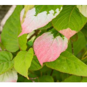   Actinidia kolomikta pot 1,5 lt / kemény kivi /Augusztusban érnek / 2-2,5 cm termés