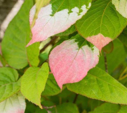 Actinidia kolomikta pot 1,5 lt / kemény kivi /Augusztusban érnek / 2-2,5 cm termés
