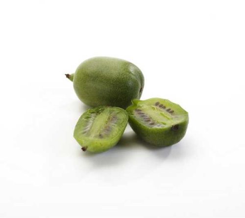 Actinidia kolomikta pot 1,5 lt / kemény kivi /Augusztusban érnek / 2-2,5 cm termés