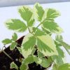 Aegopodium podagraria ' Variegata' 9x9 - Tarka levelű podagrafű