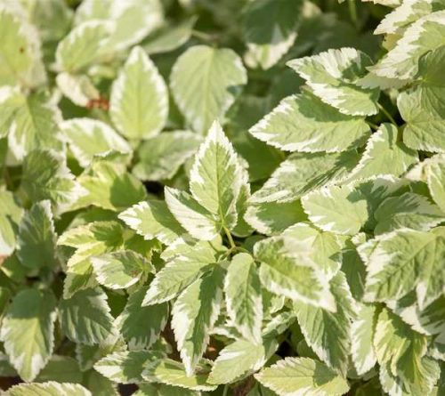 Aegopodium podagraria ' Variegata' 9x9 - Tarka levelű podagrafű