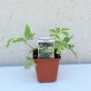 Aegopodium podagraria ' Variegata' 9x9 - Tarka levelű podagrafű