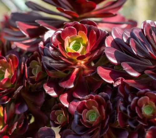 aeonium arboreum - Fás kövirózsa cserje bokros 20cm