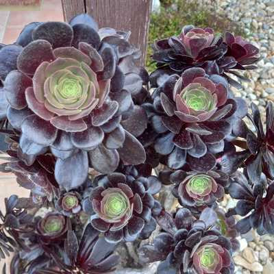 aeonium arboreum - Fás kövirózsa cserje bokros 20cm