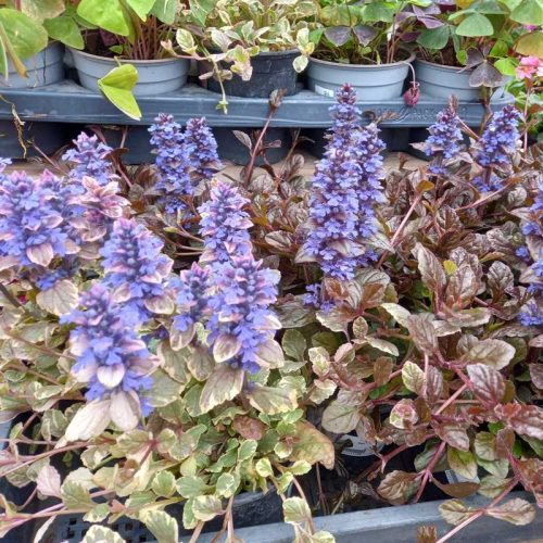 Ajuga - Indás infű